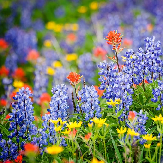 Washington Wildflower Seed Mix, Covers 325 Sq Ft, 20 Flower Varieties, Over 60,000 Seeds - Created By Nature