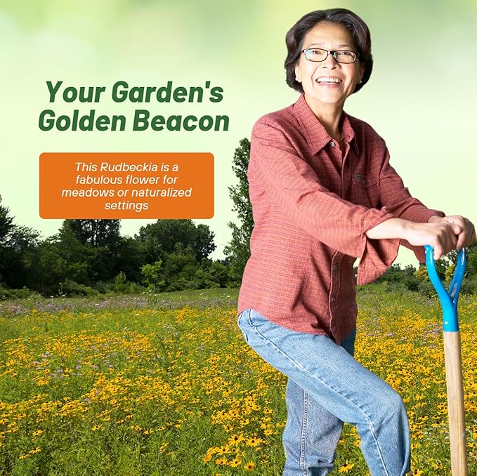 Outsidepride Indian Summer Gloriosa Daisy Seeds – 200 Pcs Perennial Rapid Growing, Heat & Drought Tolerant Rudbeckia Hirta Daisy Flower Seeds for Vibrant Meadows & Garden Borders (AAS Winner)