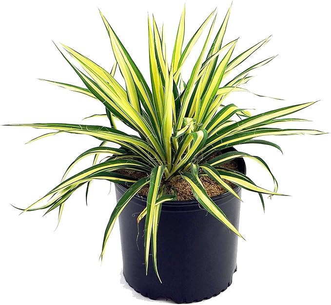 Yucca filamentosa 'Color Guard' (Yucca) Shrub, #2 - Size Container