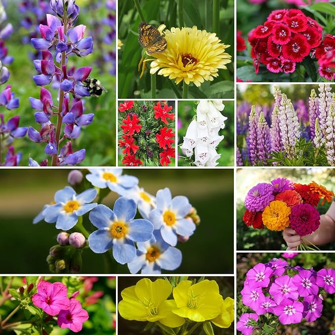 Wildflower Seeds Hummingbird and Butterfly Mix, 1 Oz, Package of 25,000+ Seeds, 24 Varieties Flowers Seeds to Plant Outside, Annual Perennial - Bulk Garden Seeds