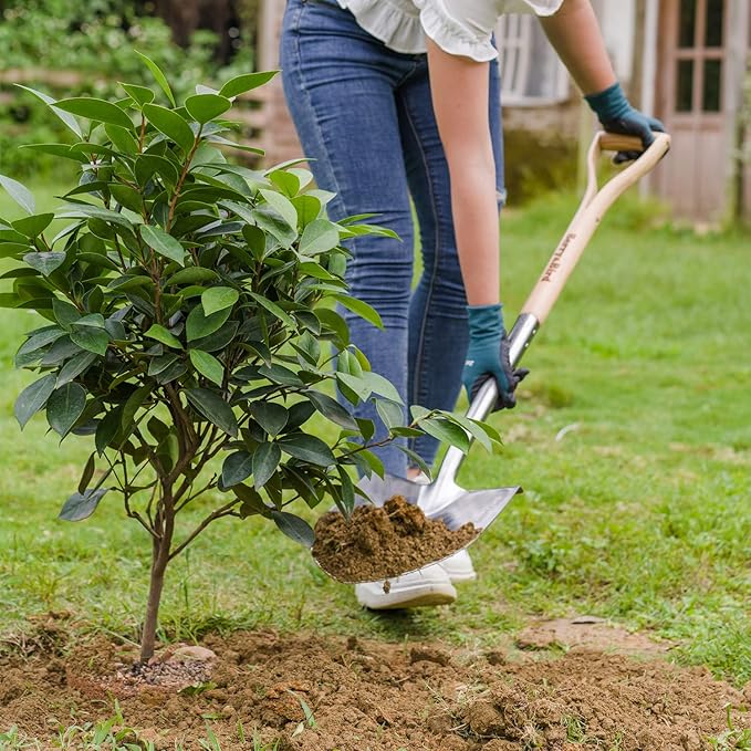 Berry&Bird Shovel for Digging, Round Point Digging Garden Shovel with Wood D-Handle, 40.98" Stainless Steel Gardening Didding Spade, Heavy Duty Spade Shovel Beach Shovel Snow Shovel for Women & Men