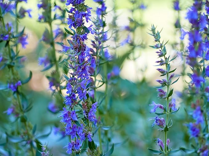 TKE Farms & Gardens - Hyssop Seeds for Planting, 500+ Non-GMO Heirloom Herb Seeds, Aromatic Medicinal Herb with Minty Flavor, Easy to Grow, Attracts Pollinators, Instructions Included, Qty 1