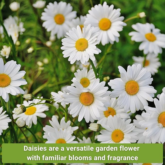 Sow Right Seeds - Daisy Flower Seed Collection for Planting - Attract Pollinators - Beautiful Annual and Perennial Flowers to Plant in Your Home Garden - Non-GMO Heirloom Seeds - Great Gardening Gift