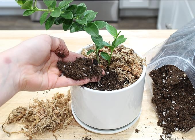 Hoya Plant Potting Soil Mix (4 Quarts), Custom Blend for Growing Hoya Tropical Houseplants