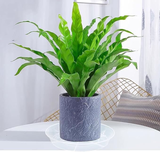 6 Pack Plant Saucer Drip Tray, 4 5 6 8 9 10 12 14 16 18 inch, Heavy Sturdy Plastic Planter Flower Pot Saucers for Indoor Outdoor Garden, Plant Water Drip Trays for pots Base (4", Clear)