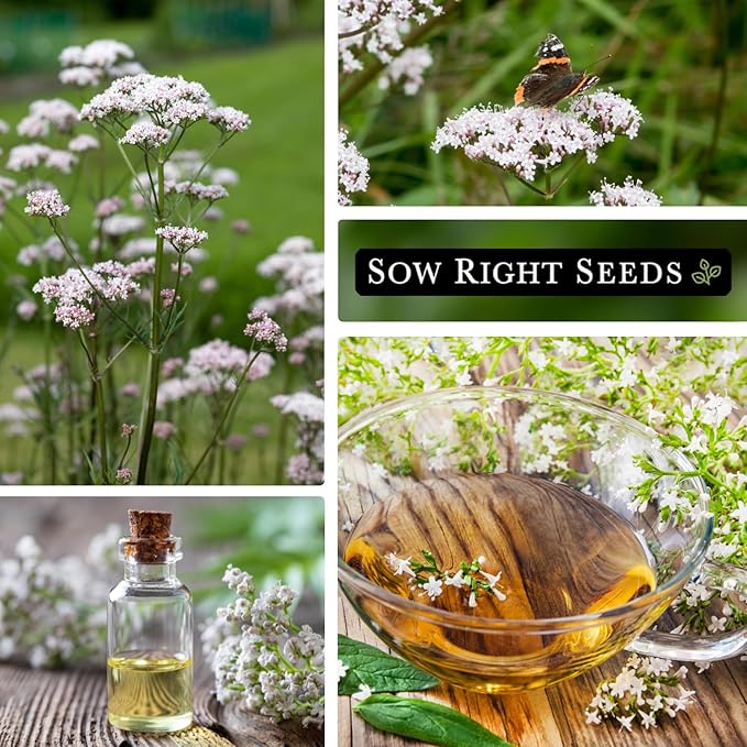 Sow Right Seeds - Valerian Seeds for Planting - Non-GMO Heirloom Packet with Instructions to Plant an Outdoor Herb Garden - Fragrant with Medicinal Benefits - Valerian Root for Sleep & Calm (3)