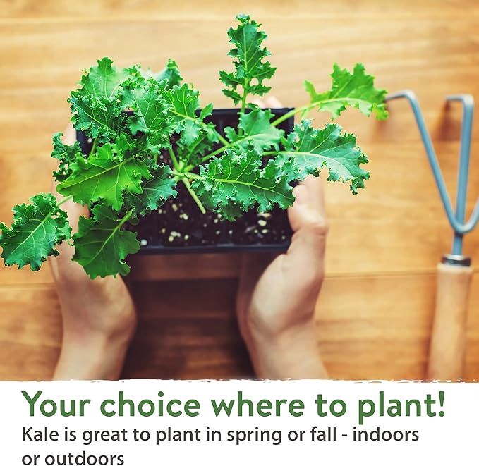 HOME GROWN 700+ Kale Seeds for Planting Outdoors or Hydroponics - Heirloom Leafy Greens Seeds 4 Variety Pack: Non-GMO Lacinato (Tuscan/Dino Kale), Blue Scotch, Dwarf Siberian, Red Russian Kale