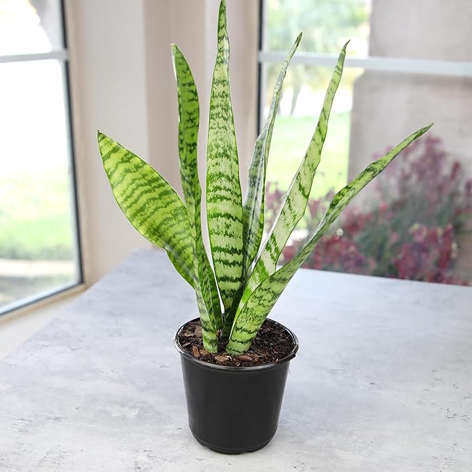 Live Snake Plant, Sansevieria Zeylanica, Indoor House Plant in Pot, Mother in Law Tongue Sansevieria Plant Live, Potted Succulent Plant, Fully Rooted Houseplant in Potting Soil by Plants for Pets