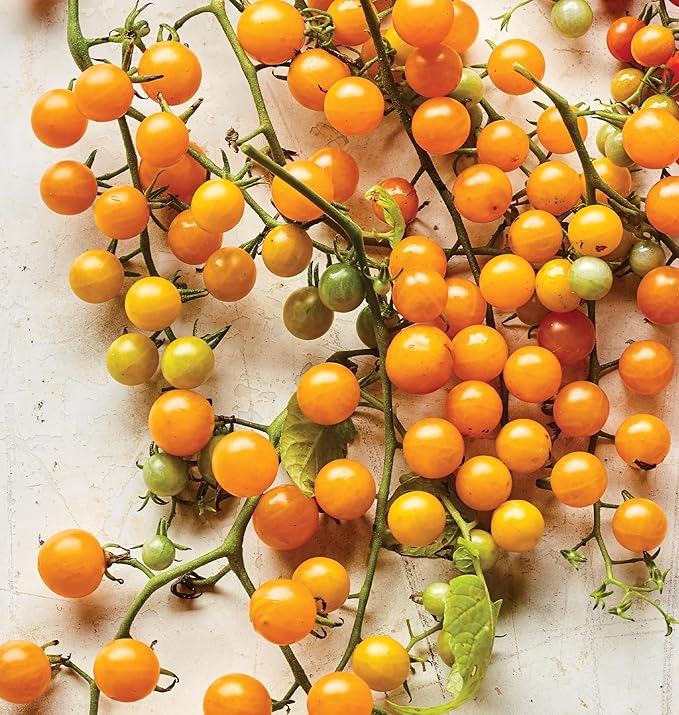 Burpee 'Yellow Currant', Yellow Sweet Cherry Tomato, 30 Non-GMO Seeds