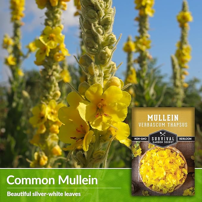 Mullein Seed for Planting - 5 Packets with Instructions to Plant and Grow Medicinal Herb Common Mullein in Your Home Vegetable Garden - Non-GMO Heirloom Variety - Survival Garden Seeds