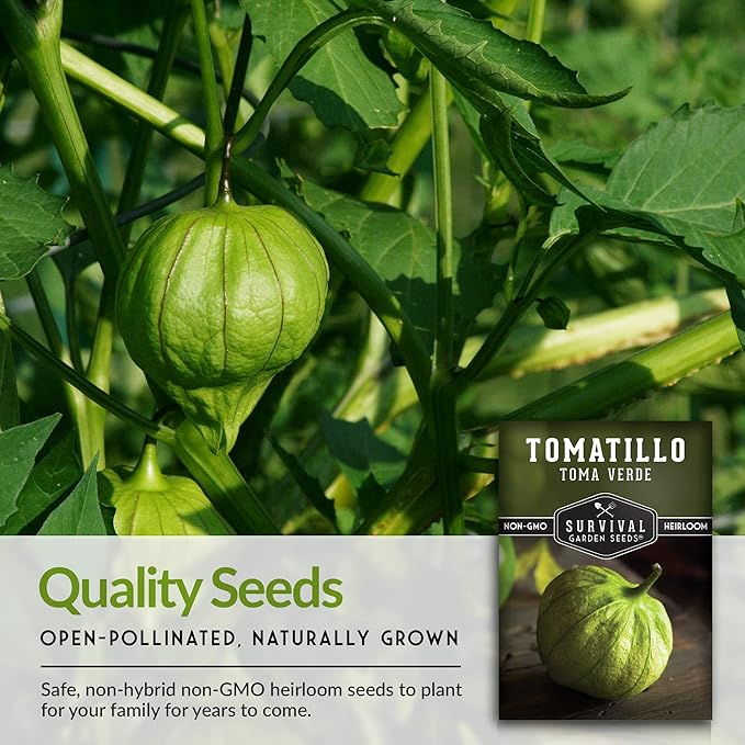 Survival Garden Seeds - Toma Verde Tomatillo Seed for Planting - Packet with Instructions to Plant and Grow Green Salsa Vegetables in Your Home Vegetable Garden - Non-GMO Heirloom Variety