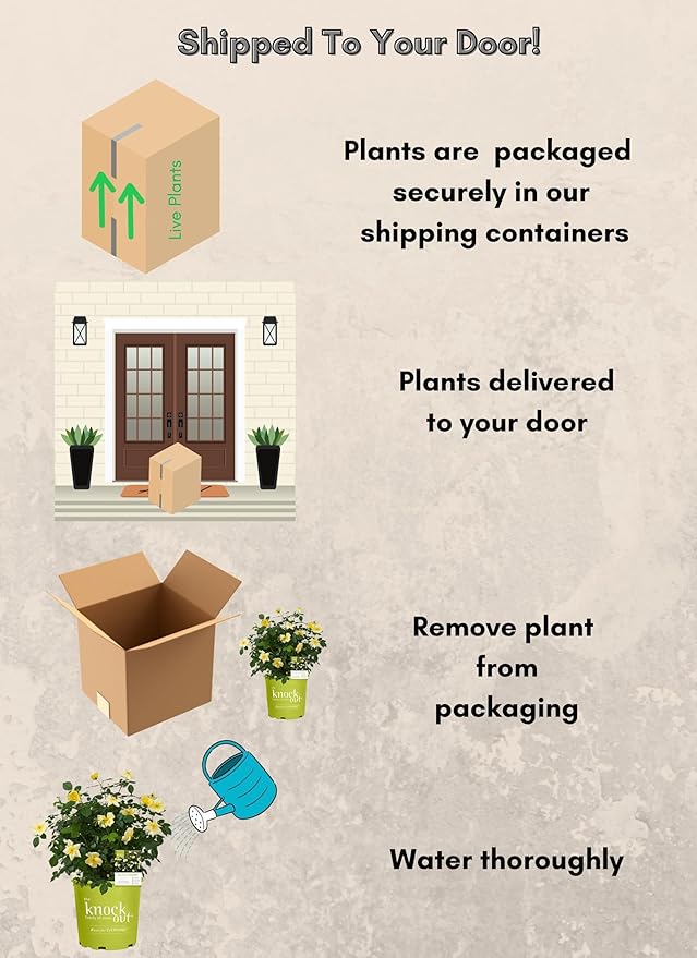 1 Gallon Knock Out Easy Bee-zy Rose Plant with Bright Yellow Flowers