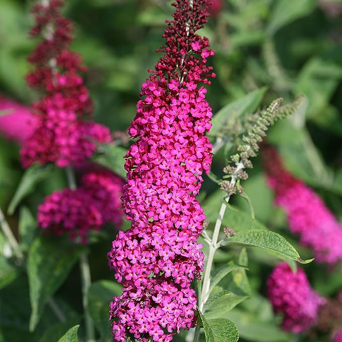 Miss Molly Buddleia 2 Gal, Pink and Red Blooms