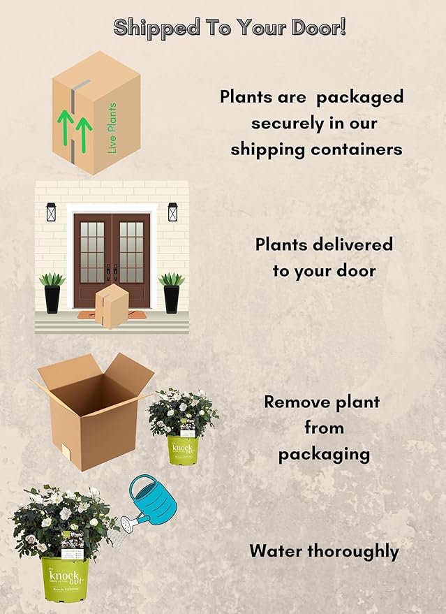 1 Gallon The White Knock Out® Rose Plant with Pure White Blooms