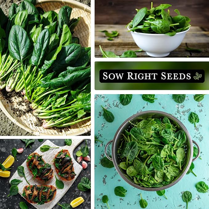 Sow Right Seeds - Viroflay Spinach Seed for Planting - Non-GMO Heirloom Packet with Instructions to Plant a Vegetable Garden - Grow Leafy Green Nutritious Superfood - Hydroponic Growing Friendly (4)