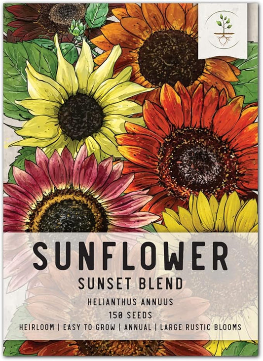 Seed Needs, Sunset Blend Sunflower Seeds - 150 Heirloom Seeds for Planting Helianthus annuus - Annual Flower to Grow a Butterfly Garden & Attract Pollinators, Makes a Great Cut Flower (Small Pack)
