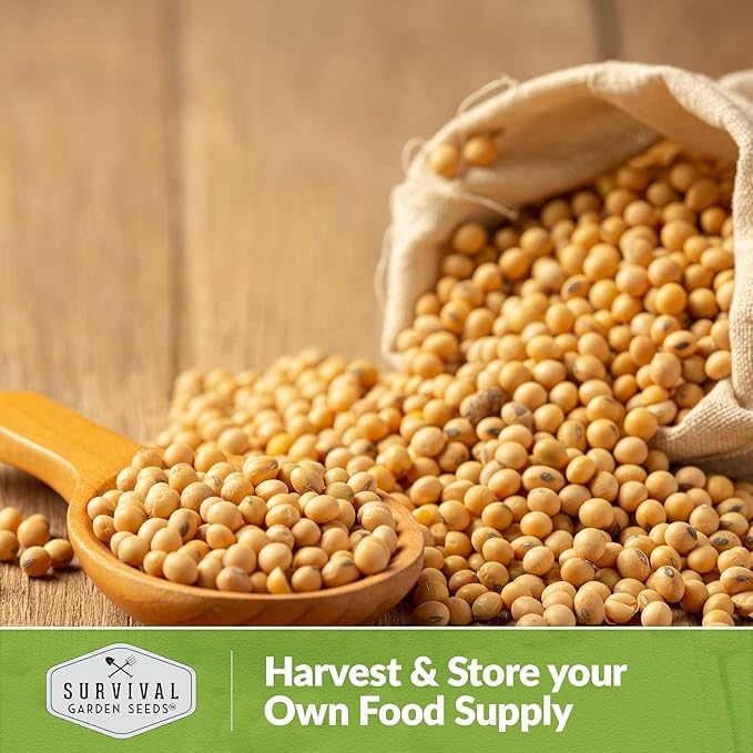 Survival Garden Seeds - Chiba Green Soybean Seed for Planting - 2 Packs with Instructions to Plant and Grow Protein-Rich Edamame Pods in Your Home Vegetable Garden - Non-GMO Heirloom Variety