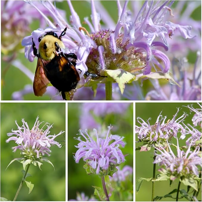 Seed Needs, Wild Bergamot Bee Balm Seeds - 400 Heirloom Seeds for Planting Monarda fistulosa - Attracts Honeybees, Bumblebees, Butterflies & Other Pollinators (2 Packs)