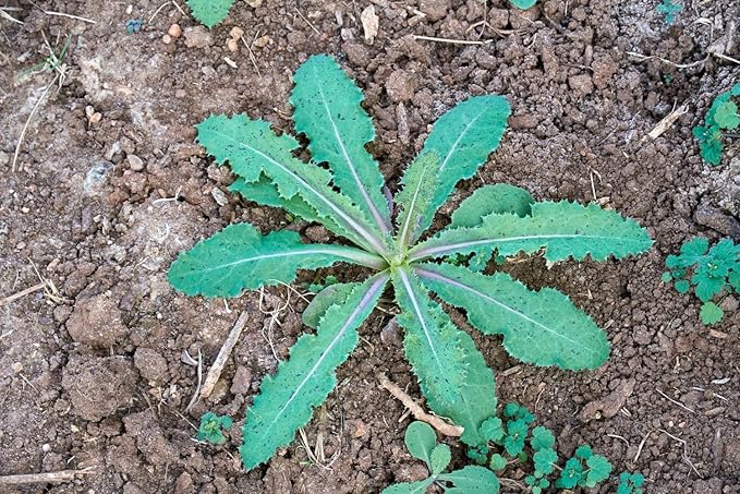 Wild Lettuce 50 Seeds (Lactuca virosa) Heirloom - Non GMO - Open Pollinated
