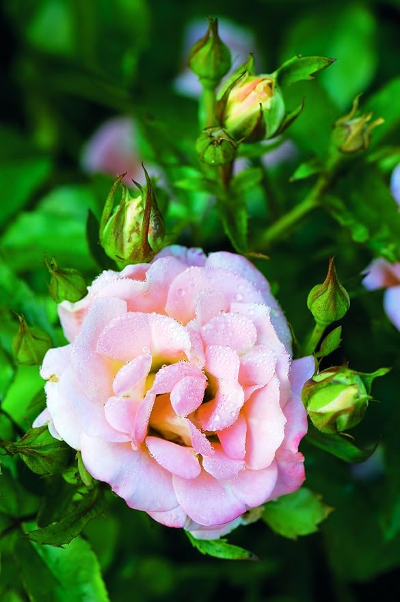 PERFECT PLANTS Peach Drift Rose Live Plant, 3 Gallon, Dark Green