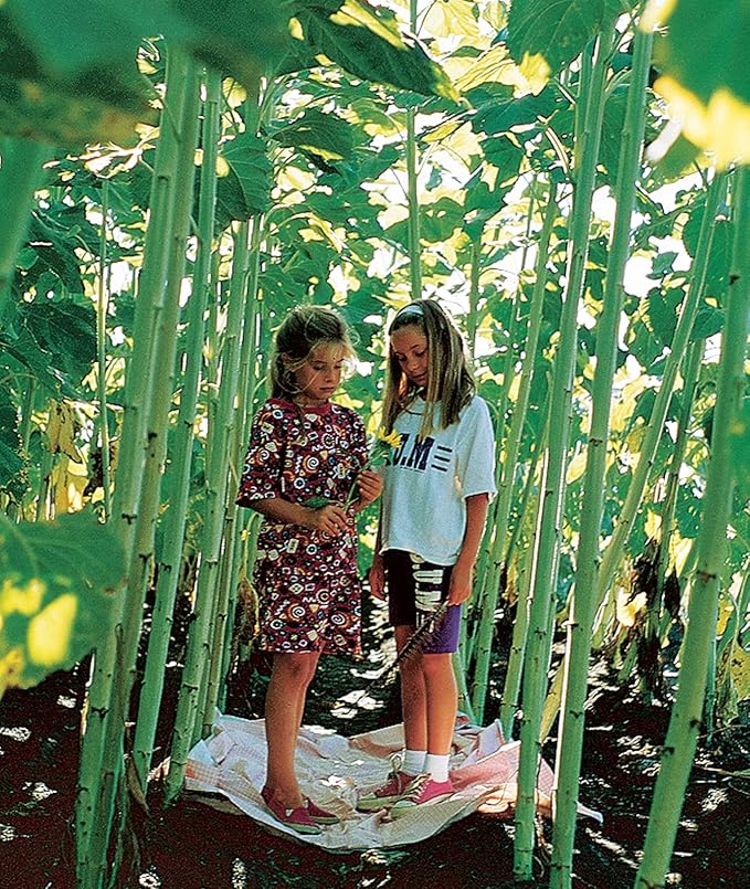 Burpee Sunforest Mix Sunflower Seeds 100 seeds