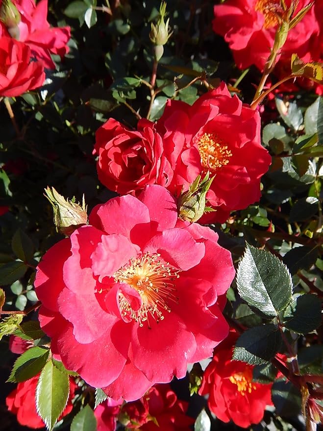 Proven Winners - ROSA `OSO EASY URBAN LEGEND` (Landscape Rose) Rose, cherry red flowers, #2 - Size Container