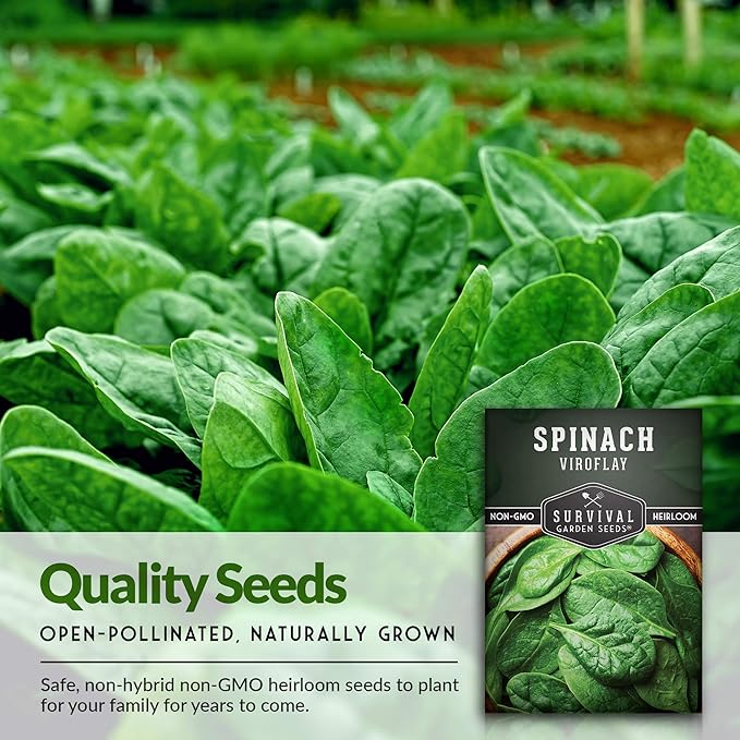 Survival Garden Seeds - Viroflay Spinach Seed for Planting - Packet with Instructions to Plant and Grow Nutritious Leafy Greens in Your Home Vegetable Garden - Non-GMO Heirloom Variety - 3 Pack
