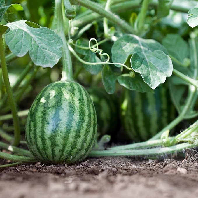 Sugar Baby Watermelon Seeds for Planting - Over 90 Heirloom Watermelon Seed Pack - Non-GMO Fruit Seed for Planting Home Garden or Outdoors for Gardeners
