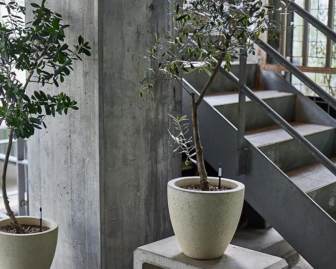 (Amazon Limited 5-Piece Set) Cabinoche SUSTEE Watering Checker Susty Set of 5 L Black Can Be Checked by Just Pointing to Check Watering Timing for Home Plants, Gardening, Interior Decoration