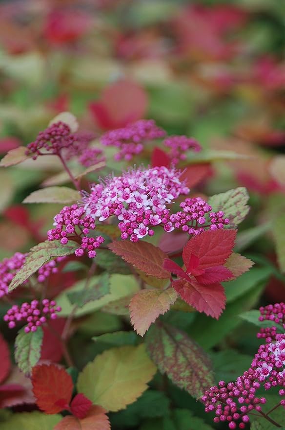 Proven Winners - Spiraea jap. Double Play Big Bang (Spirea) Shrub, large pink flw., #3 - Size Container