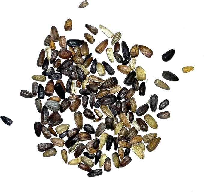 Seed Needs, Red Sun Sunflower Seeds - 120 Heirloom Seeds for Planting Helianthus annuus - Great Cut Flowers, Attracts Butterflies/Pollinators (5 Packs)