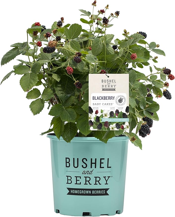 Thornless Edible-Rubus, 2-Size Container, BlackBerry-Baby Cakes