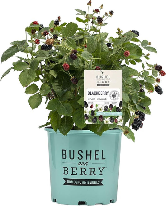 Thornless Edible-Rubus, 2-Size Container, BlackBerry-Baby Cakes