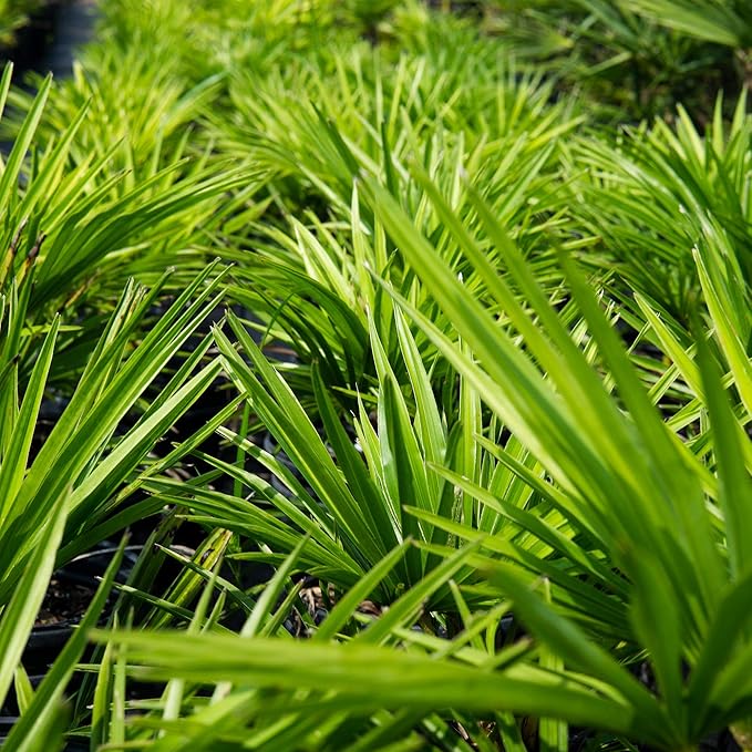 Windmill Palm 3 Gallon