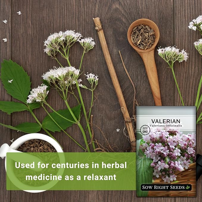 Sow Right Seeds - Valerian Seeds for Planting - Non-GMO Heirloom Packet with Instructions to Plant an Outdoor Herb Garden - Fragrant with Medicinal Benefits - Valerian Root for Sleep & Calm (1)
