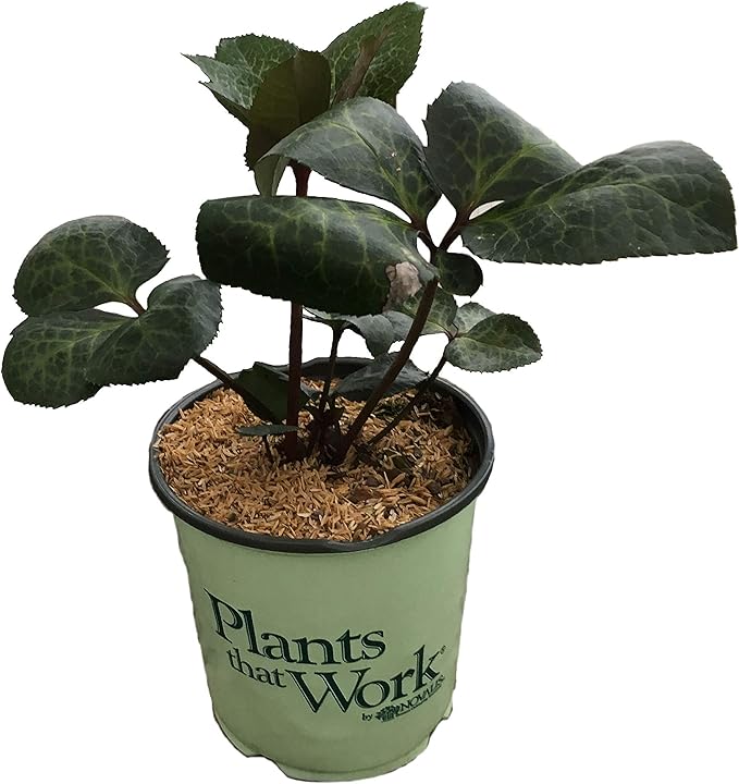 Helleborus Penny's Pink G1