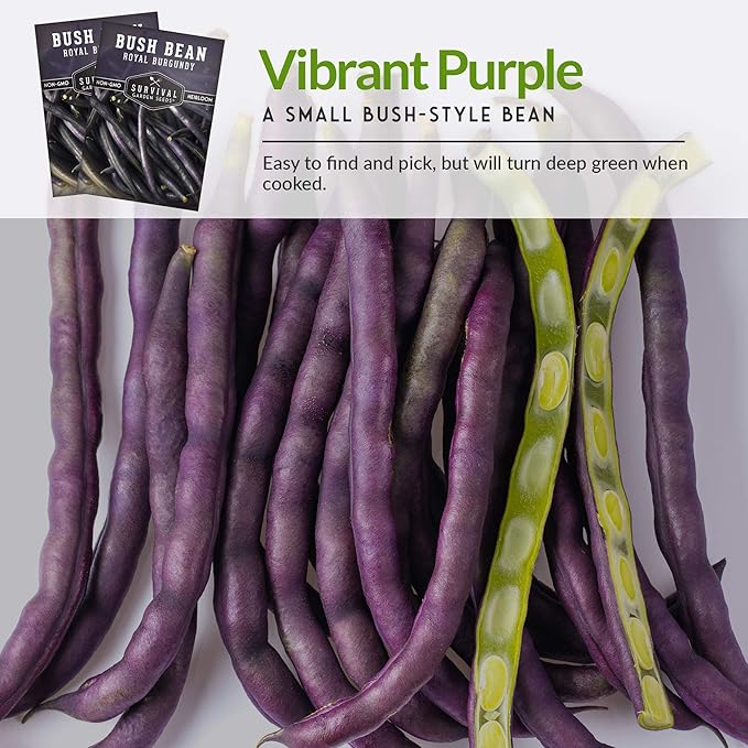 Survival Garden Seeds - Royal Burgundy Bean Seed for Planting - 3 Packs with Instructions to Plant and Grow Stringless Purple Bush Beans in Your Home Vegetable Garden - Non-GMO Heirloom Variety