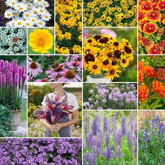 Eden Brothers Northeast All Perennial Wildflower Mixed Seeds for Planting, 1/4 lb, 120,000+ Seeds with Milkweed, NE Aster | Attracts Pollinators, Plant in Spring or Fall, Zones 3, 4, 5, 6, 7, 8, 9, 10