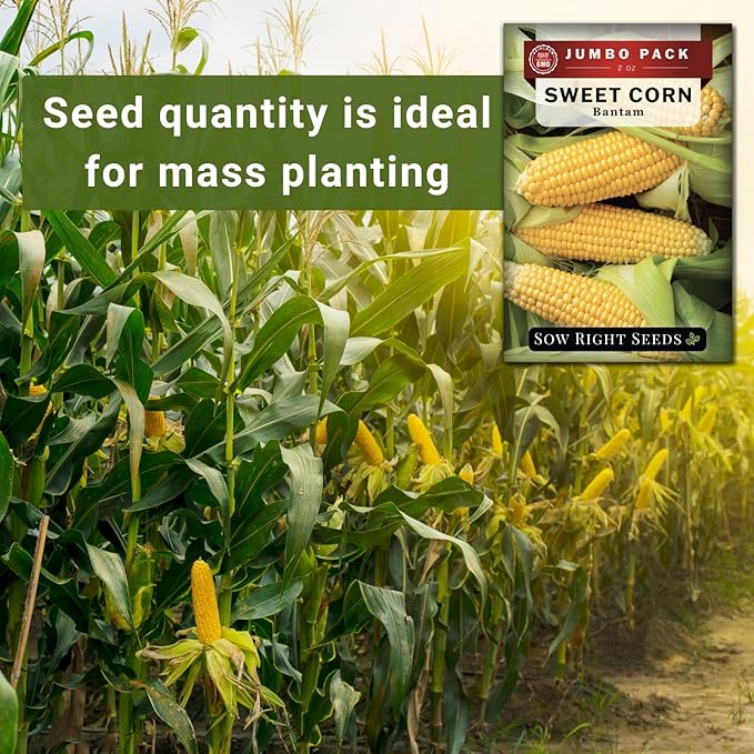 Sow Right Seeds - Bantam Sweet Corn Seed for Planting - 2 Ounce, 200 Seeds - Non-GMO Heirloom Bulk Packet with Instructions to Plant a Home Vegetable Garden - Grow Loads of Tall Sweet Yellow Corn