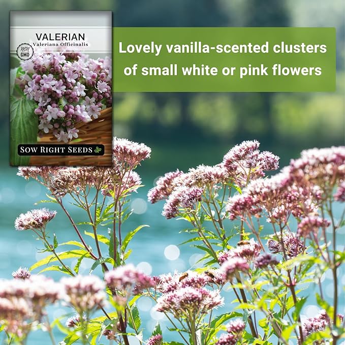 Sow Right Seeds - Valerian Seeds for Planting - Non-GMO Heirloom Packet with Instructions to Plant an Outdoor Herb Garden - Fragrant with Medicinal Benefits - Valerian Root for Sleep & Calm (3)