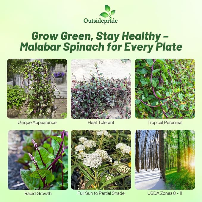 Outsidepride 200 Seeds Perennial Basella Rubra Malabar Spinach Herb Seeds for Planting