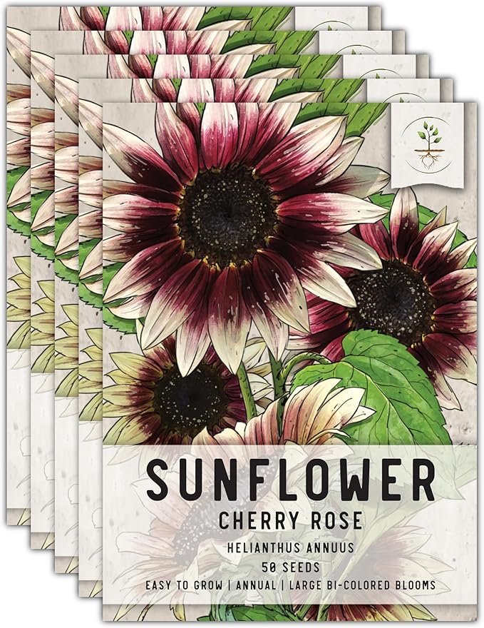 Seed Needs, Cherry Rose Sunflower Seeds - 50 Hybrid Seeds for Planting Helianthus annuus - Bi-Color Blooms for an Outdoor Butterfly Garden, Great Cut Flowers (5 Packs)