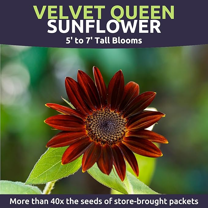 Velvet Queen Sunflower - Bulk 1/4 Pound Pouch - 4,000 Flower Seeds for Planting - Helianthus annuus