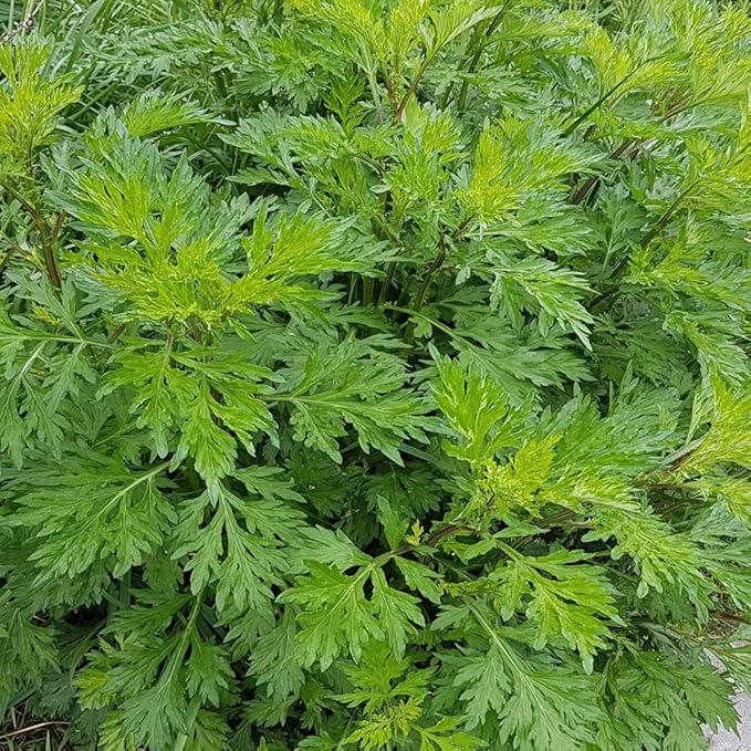 Outsidepride 5000 Seeds Perennial Mugwort Herb Garden Seeds for Planting