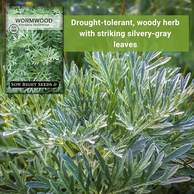 Sow Right Seeds - Wormwood Seeds for Planting - Non-GMO Heirloom Packet with Instructions to Plant & Grow an Outdoor or Indoor Herb Garden - Sagewort Repels Mosquitoes - Medicinal Worm Wood Herb (2)