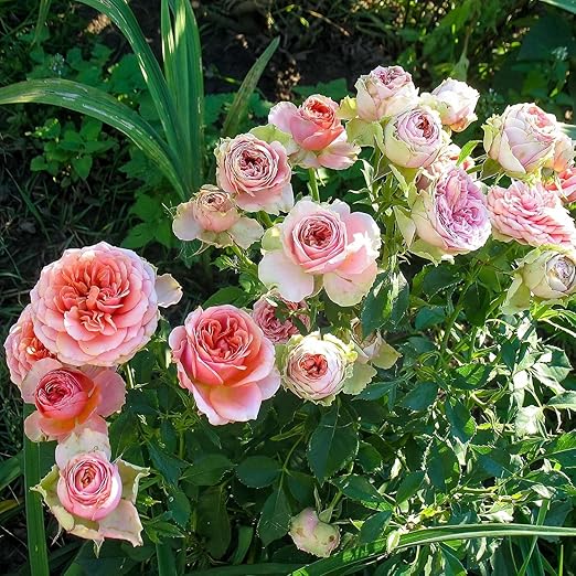 Perfect Rose Fertilizer – Premium Rose and Flower Fertilizer – Floral Nutrients for All Types of Flowers – Plant Fertilizer with Kelp for Soil and Hydroponic Flower Gardens