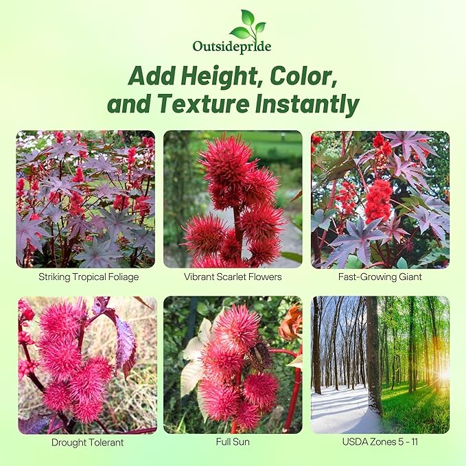 Outsidepride 100 Seeds Annual Ricinus Communis Castor Bean Impala Flower Seeds for Planting