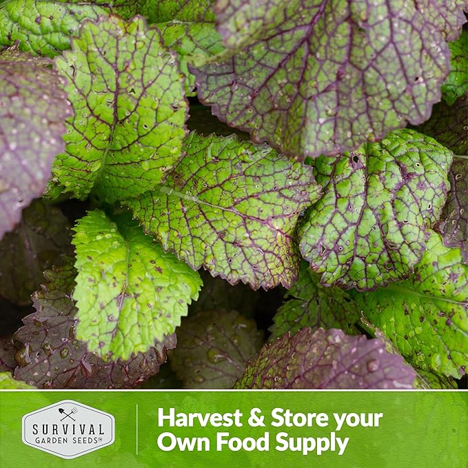 Survival Garden Seeds - Giant Red Mustard Greens Seed for Planting - 3 Packs with Instructions to Plant and Grow Spicy Brassica Juncea Leaves in Your Home Vegetable Garden - Non-GMO Heirloom Variety