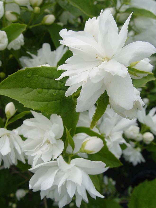 Philadelphus 'Buckley's Quill' (Mock Orange) Shrub, white flowers, #3 - Size Container