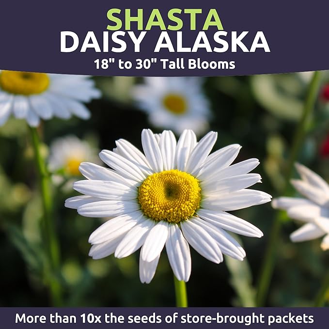 Shasta Daisy Alaska - Large 1 Ounce Packet - 20,000 Flower Seeds for Planting - Leucanthemum × superbum